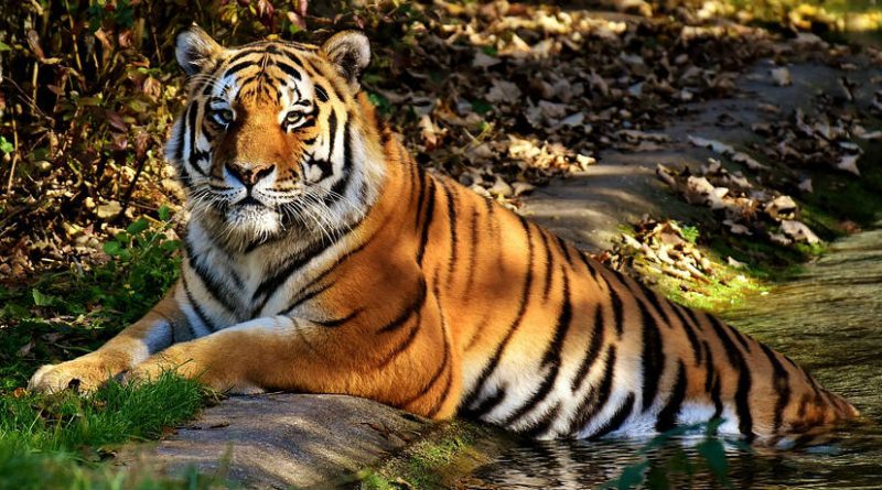 https://mdw-travel-data-us-east-1.s3.amazonaws.com/img/country/India/Tadoba-Andhari-Tiger-Reserve/img_00.jpg