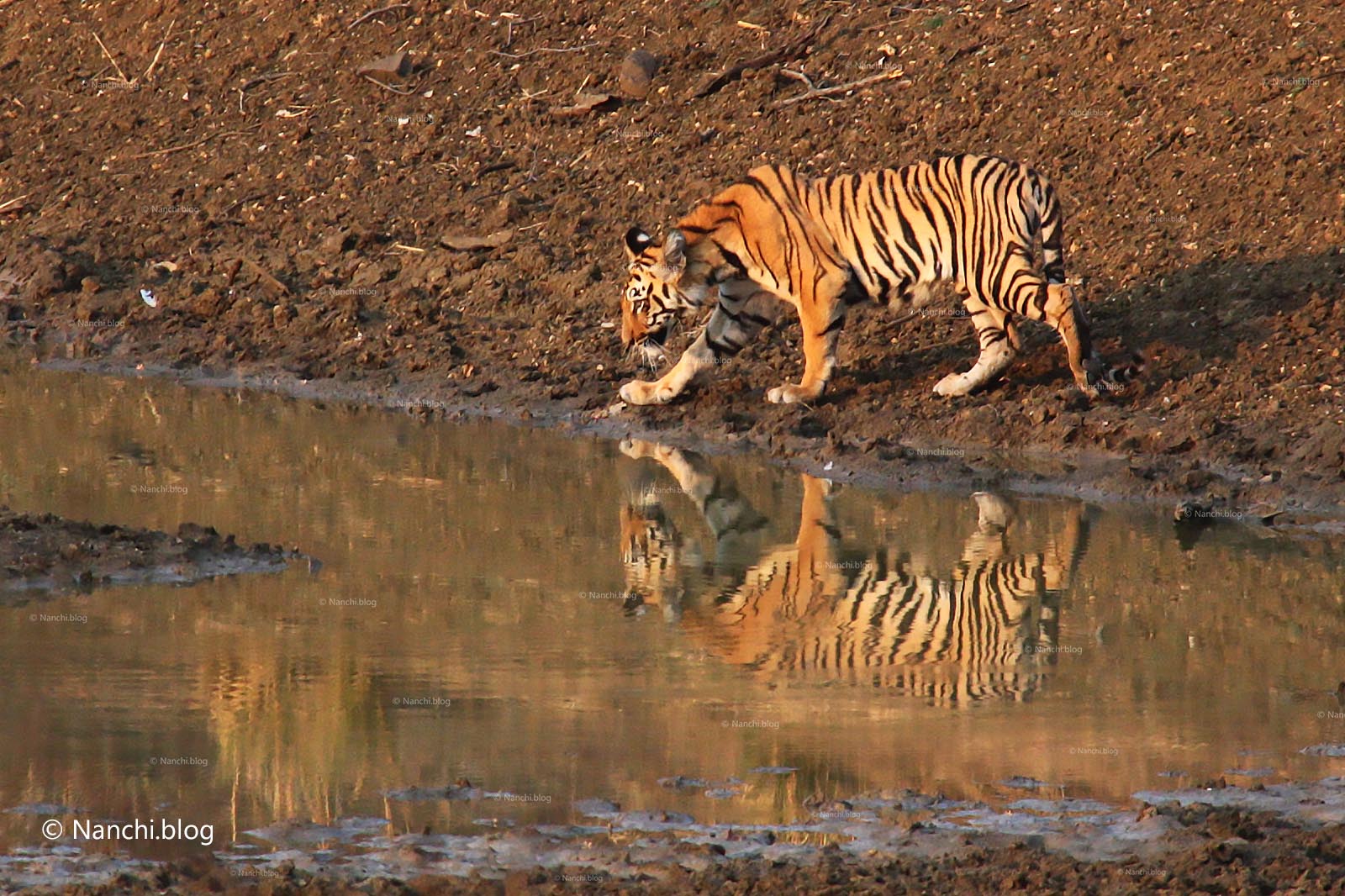 https://mdw-travel-data-us-east-1.s3.amazonaws.com/img/country/India/Tadoba-Andhari-Tiger-Reserve/img_01.jpg