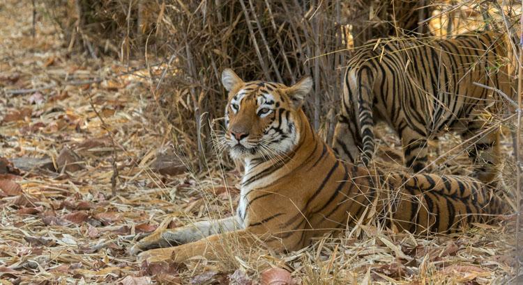 https://mdw-travel-data-us-east-1.s3.amazonaws.com/img/country/India/Tadoba-Andhari-Tiger-Reserve/img_02.jpg
