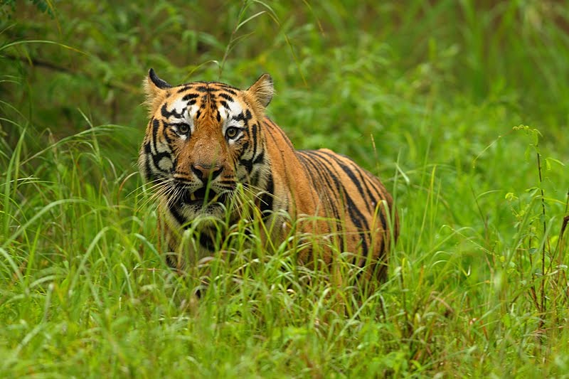 https://mdw-travel-data-us-east-1.s3.amazonaws.com/img/country/India/Tadoba-Andhari-Tiger-Reserve/img_03.jpg