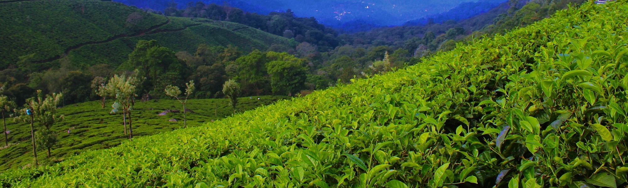 https://mdw-travel-data-us-east-1.s3.amazonaws.com/img/country/India/Tea-Gardens/img_00.jpg