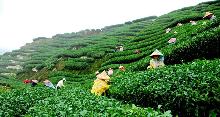 https://mdw-travel-data-us-east-1.s3.amazonaws.com/img/country/India/Tea-Gardens/img_02.jpg