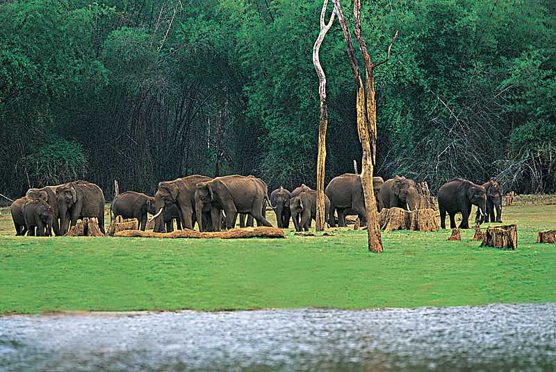 https://mdw-travel-data-us-east-1.s3.amazonaws.com/img/country/India/Thekkady/img_01.jpg