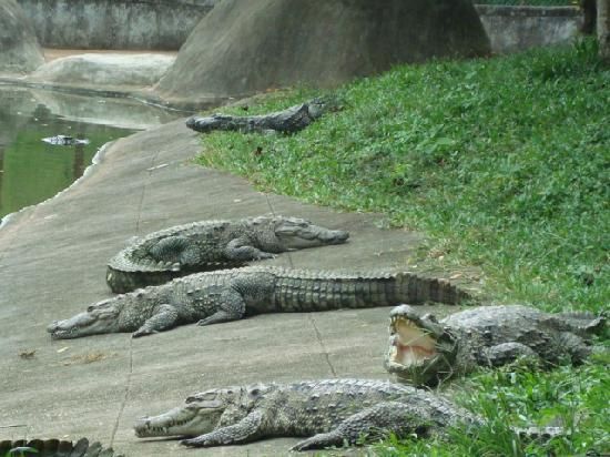 https://mdw-travel-data-us-east-1.s3.amazonaws.com/img/country/India/Wildlife-and-Crocodile-Park/img_01.jpg