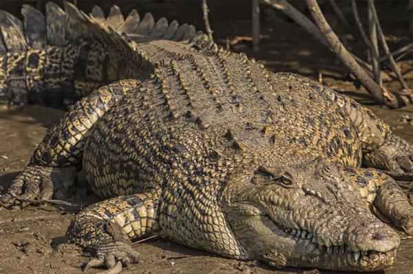 https://mdw-travel-data-us-east-1.s3.amazonaws.com/img/country/India/Wildlife-and-Crocodile-Park/img_02.jpg