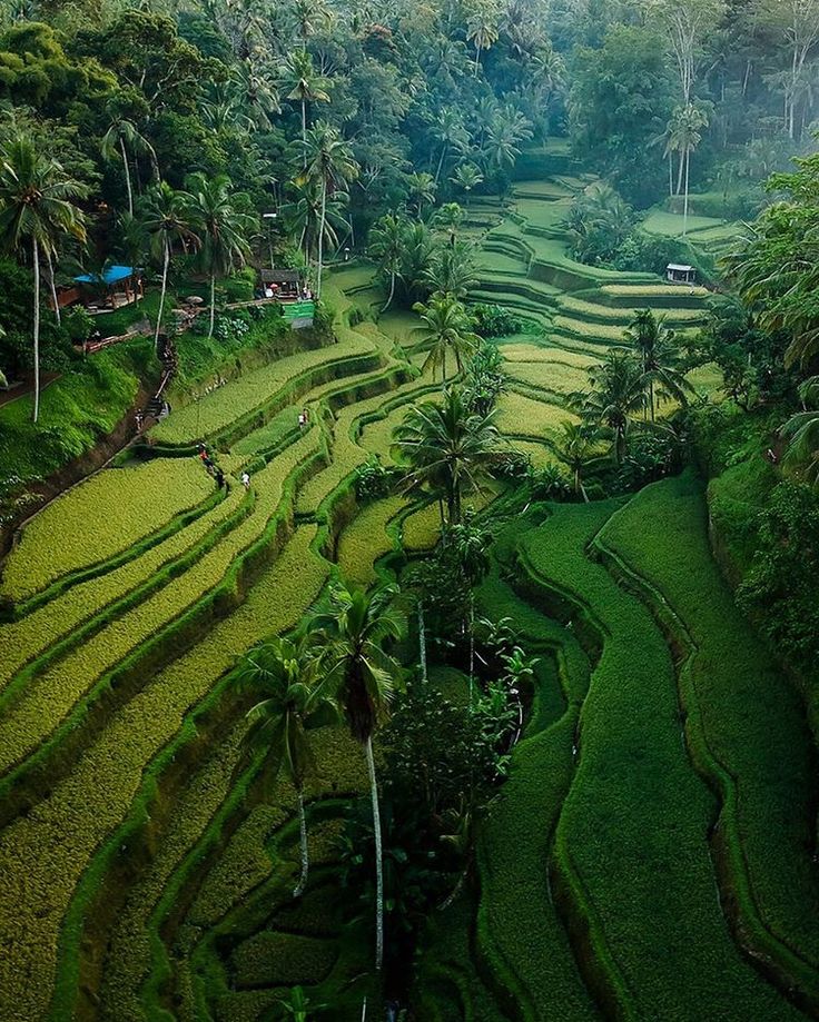 https://mdw-travel-data-us-east-1.s3.amazonaws.com/img/country/Indonesia/BNS-Eco-Terrace/img_01.jpg