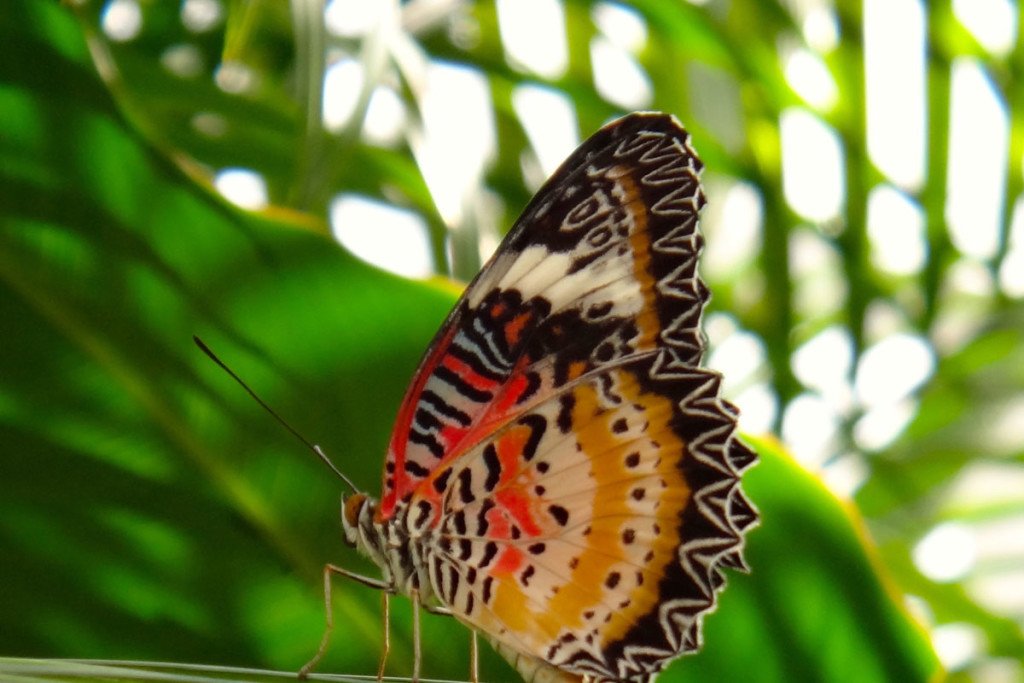 https://mdw-travel-data-us-east-1.s3.amazonaws.com/img/country/Indonesia/Bali-Butterfly-Park/img_01.jpg