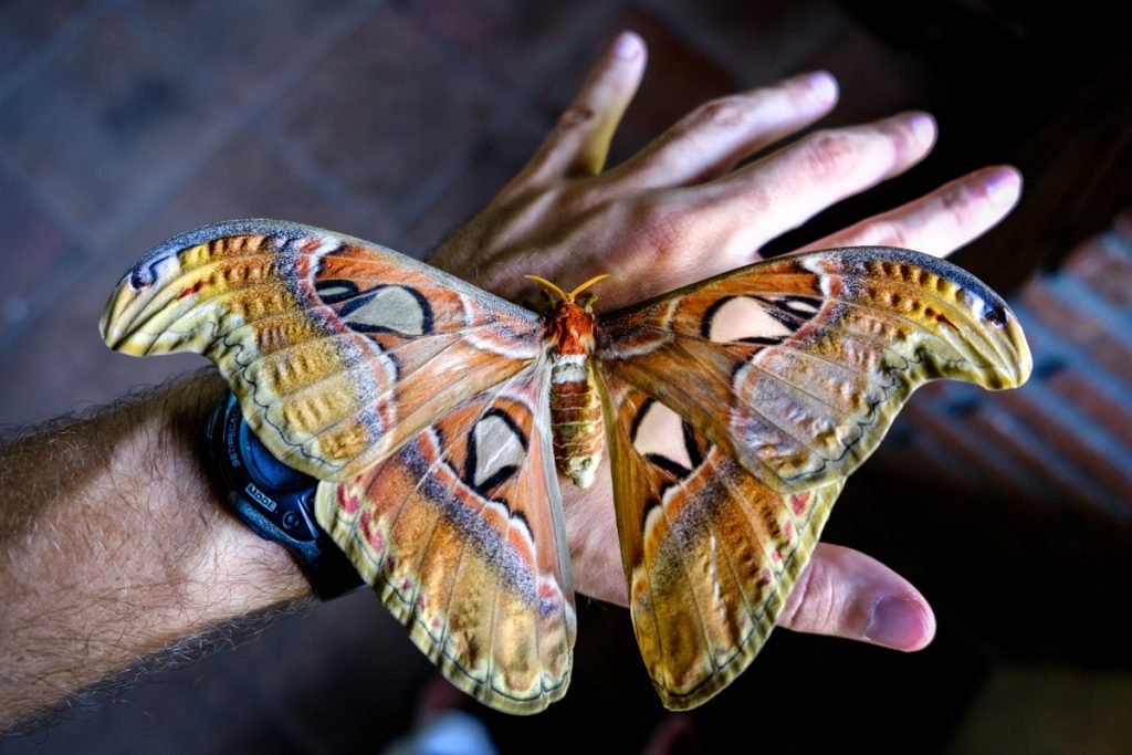 https://mdw-travel-data-us-east-1.s3.amazonaws.com/img/country/Indonesia/Bali-Butterfly-Park/img_02.jpg