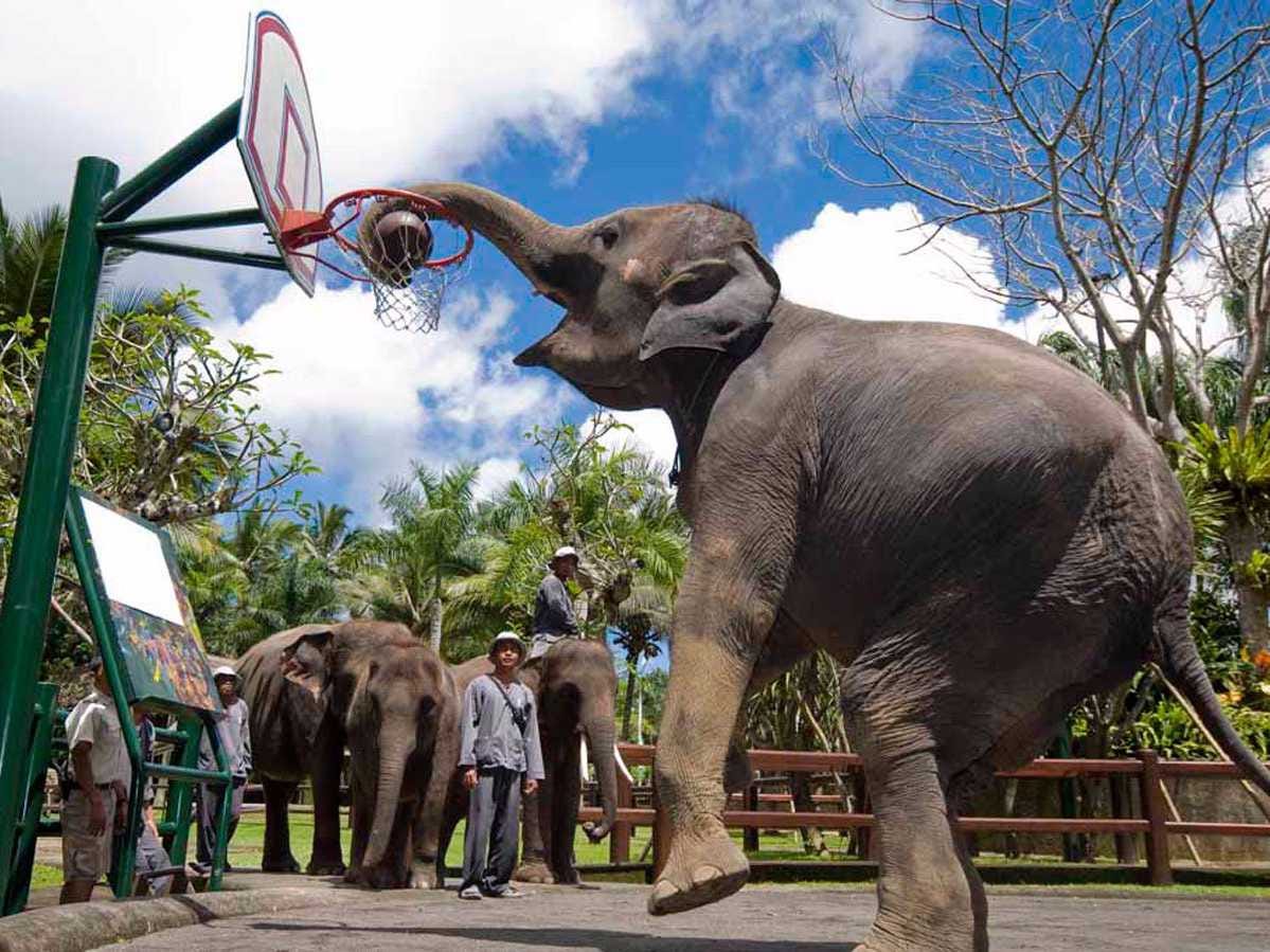 https://mdw-travel-data-us-east-1.s3.amazonaws.com/img/country/Indonesia/Bali-Elephants-Safari-Park/img_03.jpg