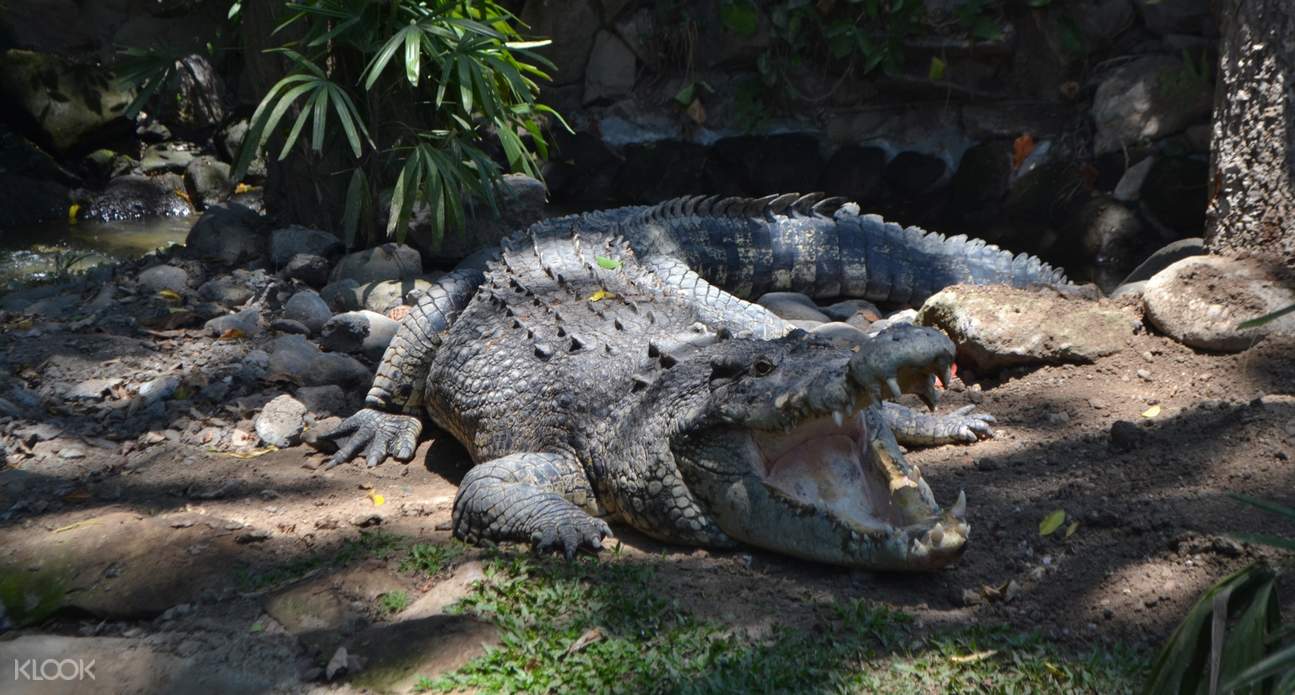 https://mdw-travel-data-us-east-1.s3.amazonaws.com/img/country/Indonesia/Bali-Reptile-Park/img_02.jpg