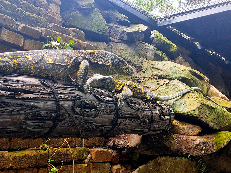 https://mdw-travel-data-us-east-1.s3.amazonaws.com/img/country/Indonesia/Bali-Reptile-Park/img_03.jpg