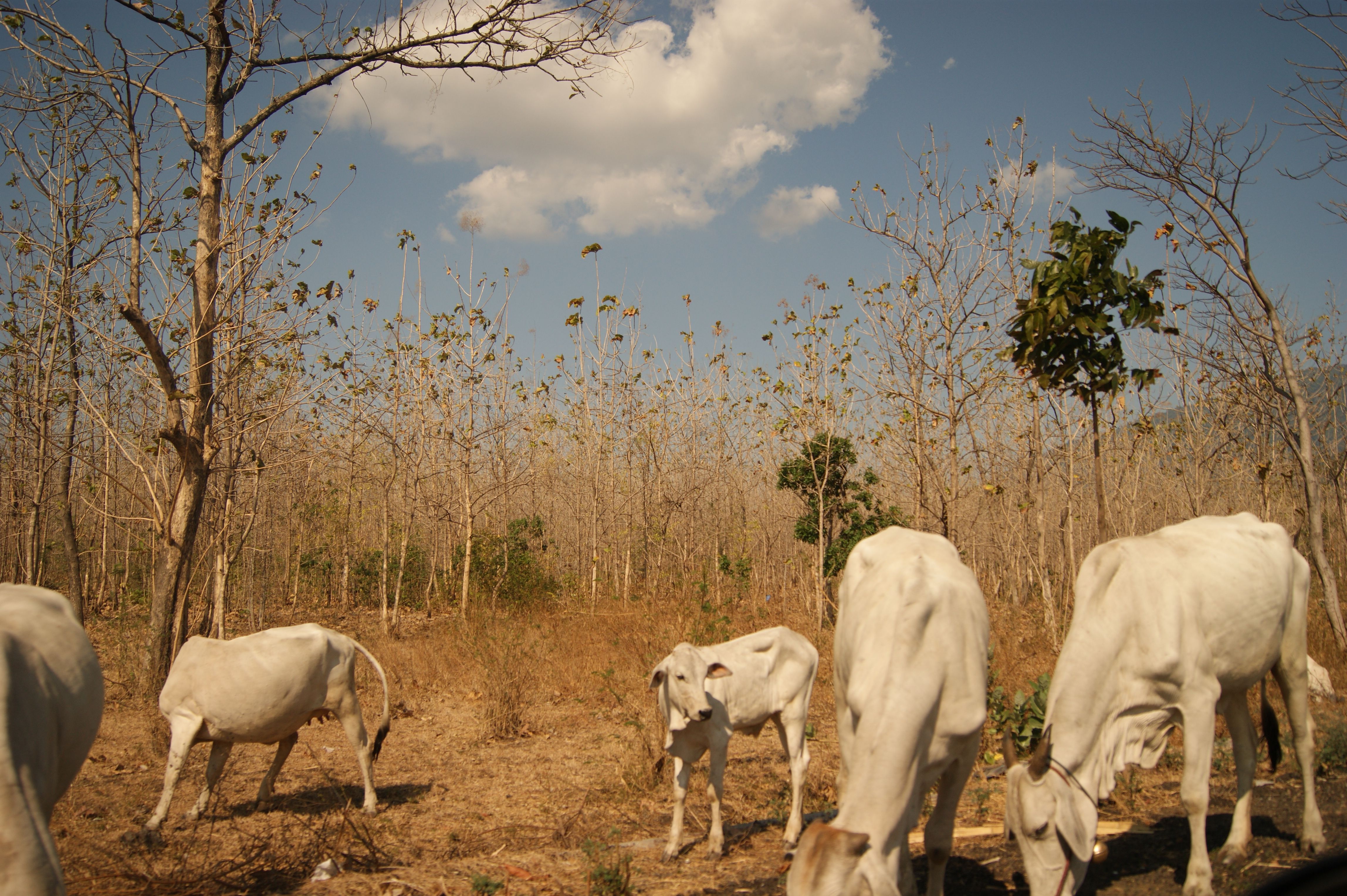 https://mdw-travel-data-us-east-1.s3.amazonaws.com/img/country/Indonesia/Baluran-National-Park/img_02.jpg