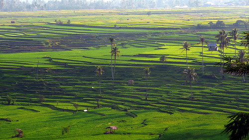 https://mdw-travel-data-us-east-1.s3.amazonaws.com/img/country/Indonesia/Batusangkar/img_01.jpg