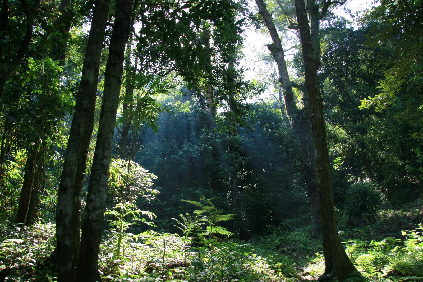 https://mdw-travel-data-us-east-1.s3.amazonaws.com/img/country/Indonesia/Betung-Kerihun-National-Park/img_01.jpg