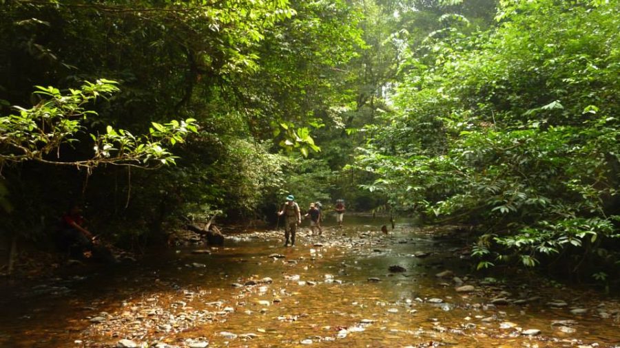 https://mdw-travel-data-us-east-1.s3.amazonaws.com/img/country/Indonesia/Betung-Kerihun-National-Park/img_03.jpg