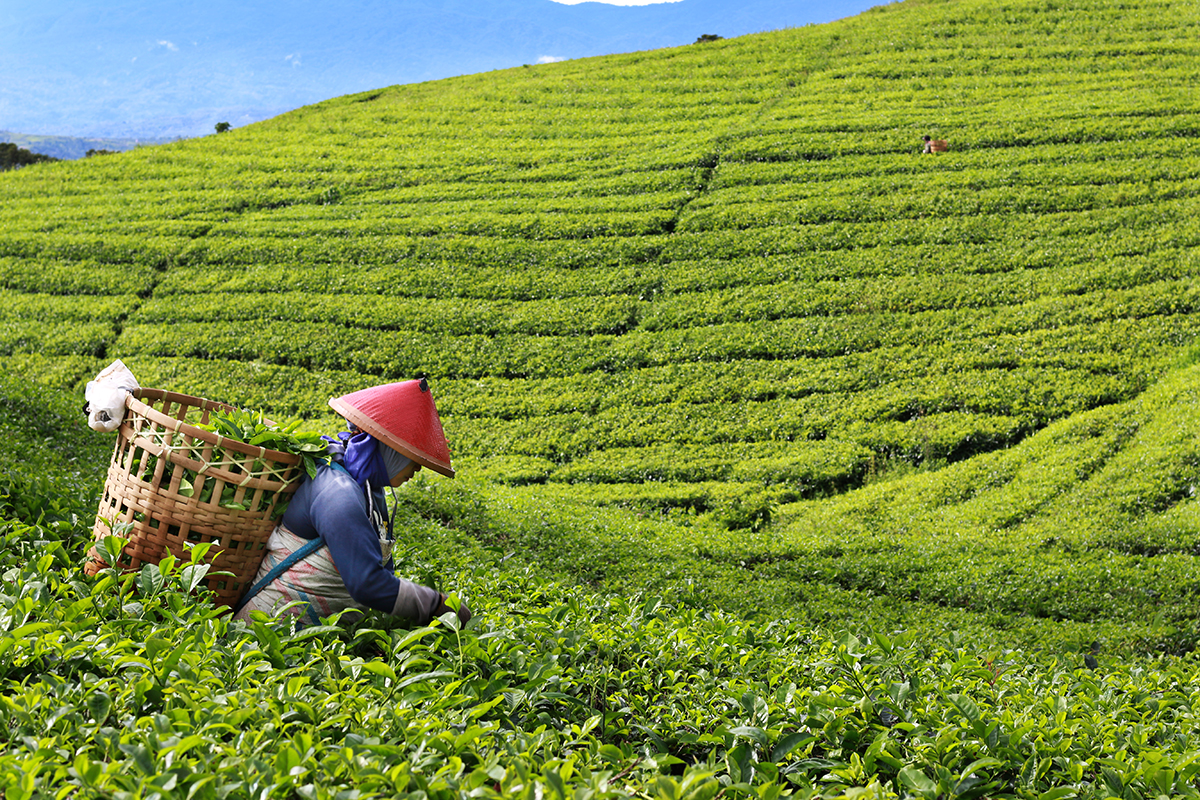 https://mdw-travel-data-us-east-1.s3.amazonaws.com/img/country/Indonesia/Blimbing-Sari-Coffee-Plantation/img_02.jpg