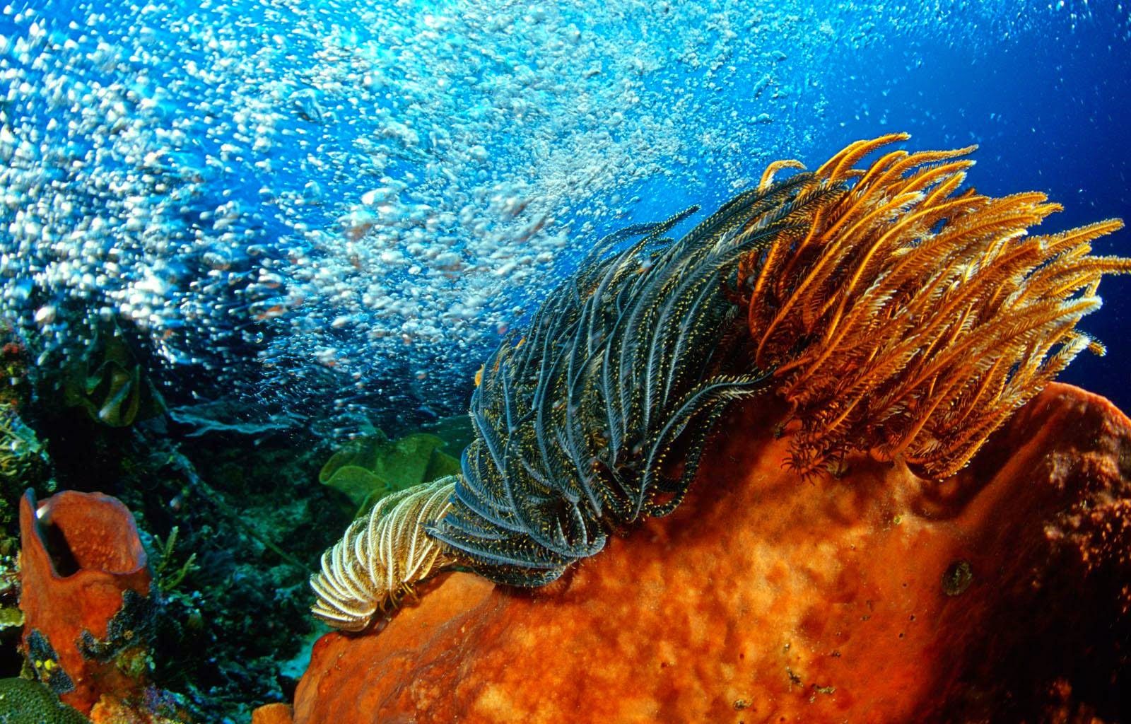 https://mdw-travel-data-us-east-1.s3.amazonaws.com/img/country/Indonesia/Bunaken-National-Park/img_03.jpg