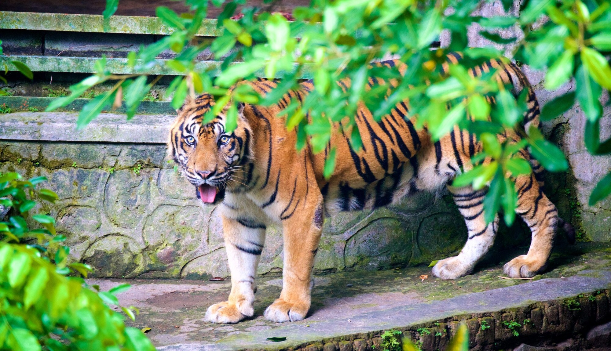 https://mdw-travel-data-us-east-1.s3.amazonaws.com/img/country/Indonesia/Gembira-Loka-Zoo/img_03.jpg