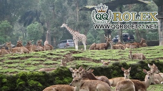 https://mdw-travel-data-us-east-1.s3.amazonaws.com/img/country/Indonesia/Indonesia-Safari-Park-Cisarua/img_02.jpg
