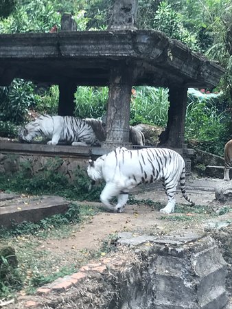 https://mdw-travel-data-us-east-1.s3.amazonaws.com/img/country/Indonesia/Indonesia-Safari-Park-Cisarua/img_03.jpg