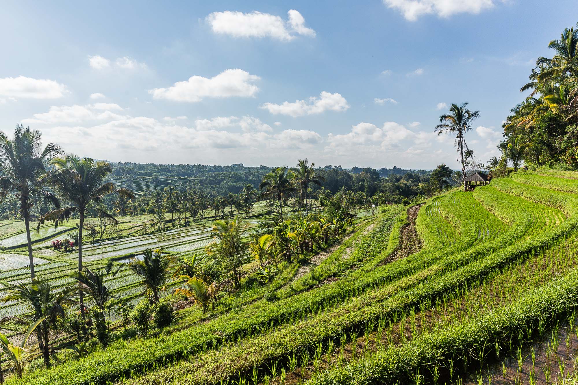 https://mdw-travel-data-us-east-1.s3.amazonaws.com/img/country/Indonesia/Jatiluwih-Rice-Terrace/img_02.jpg