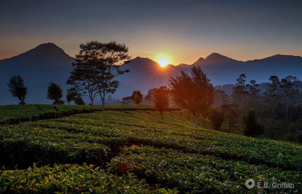 https://mdw-travel-data-us-east-1.s3.amazonaws.com/img/country/Indonesia/Kebun-Teh-Sukawana/img_02.jpg