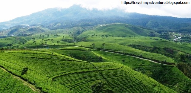 https://mdw-travel-data-us-east-1.s3.amazonaws.com/img/country/Indonesia/Kebun-Teh-Sukawana/img_03.jpg