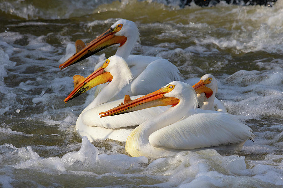 https://mdw-travel-data-us-east-1.s3.amazonaws.com/img/country/Indonesia/Majestic-Fishing-Pond/img_00.jpg