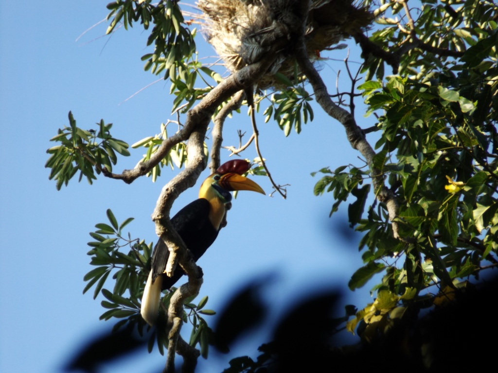 https://mdw-travel-data-us-east-1.s3.amazonaws.com/img/country/Indonesia/Manembo-nembo-Nature-Reserve/img_02.jpg