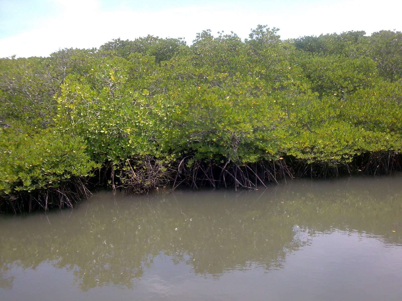 https://mdw-travel-data-us-east-1.s3.amazonaws.com/img/country/Indonesia/Mangrove-Paku-Hulu/img_02.jpg