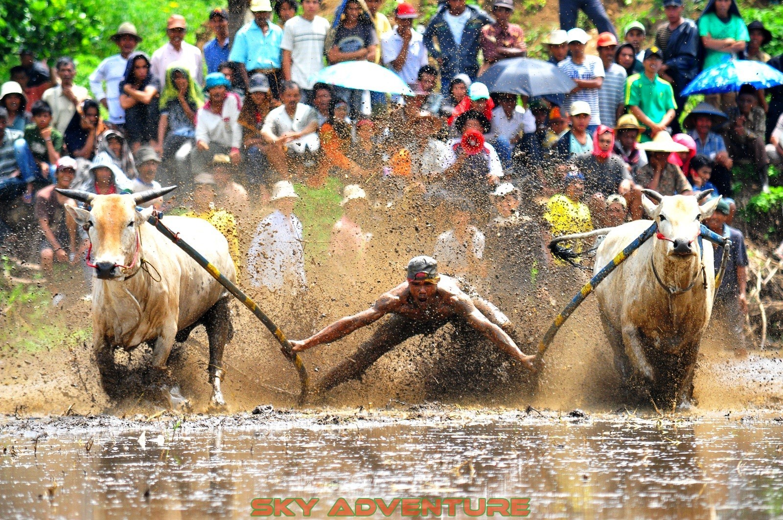 https://mdw-travel-data-us-east-1.s3.amazonaws.com/img/country/Indonesia/Pacu-Jawi/img_02.jpg
