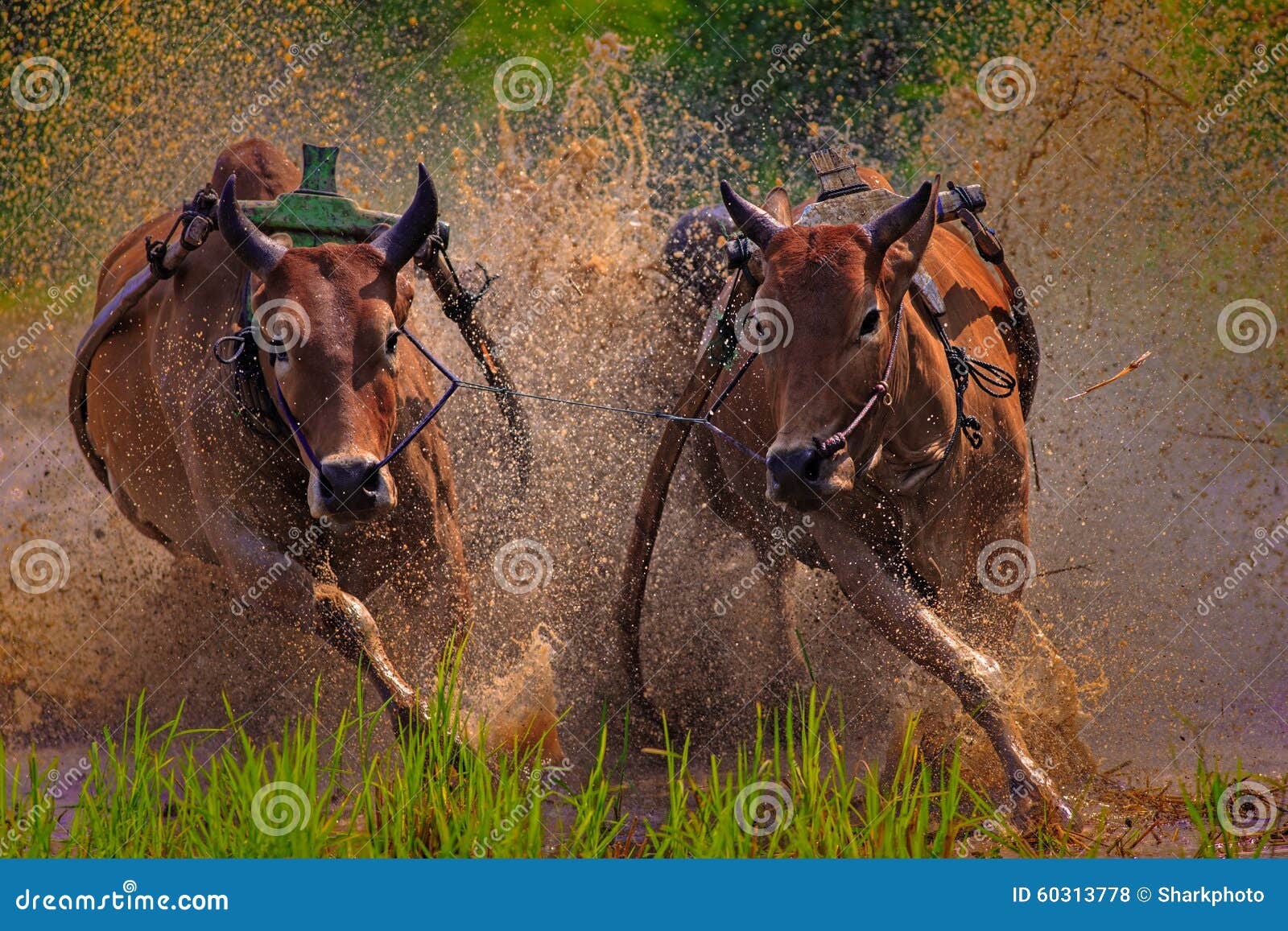 https://mdw-travel-data-us-east-1.s3.amazonaws.com/img/country/Indonesia/Pacu-Jawi/img_03.jpg
