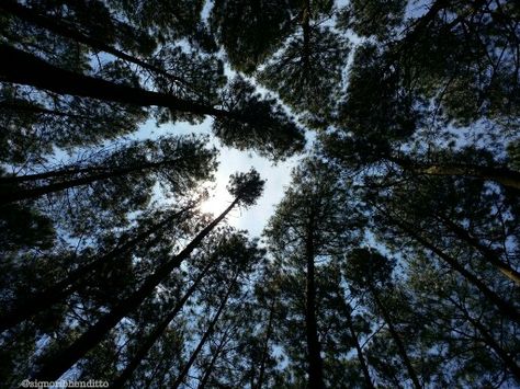 https://mdw-travel-data-us-east-1.s3.amazonaws.com/img/country/Indonesia/Pine-Forest-Mangunan/img_01.jpg