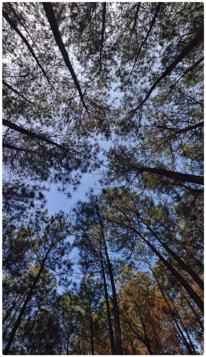 https://mdw-travel-data-us-east-1.s3.amazonaws.com/img/country/Indonesia/Pine-Forest-Mangunan/img_02.jpg