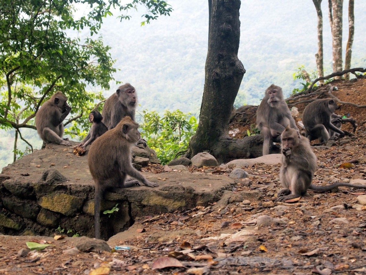 https://mdw-travel-data-us-east-1.s3.amazonaws.com/img/country/Indonesia/Pusuk-Monkey-Forest/img_01.jpg