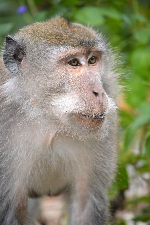 https://mdw-travel-data-us-east-1.s3.amazonaws.com/img/country/Indonesia/Pusuk-Monkey-Forest/img_02.jpg