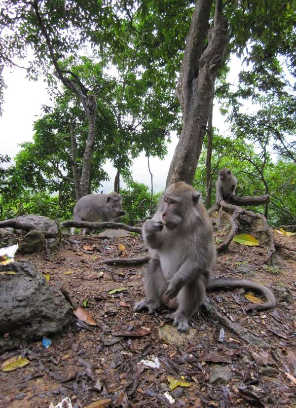 https://mdw-travel-data-us-east-1.s3.amazonaws.com/img/country/Indonesia/Pusuk-Monkey-Forest/img_03.jpg
