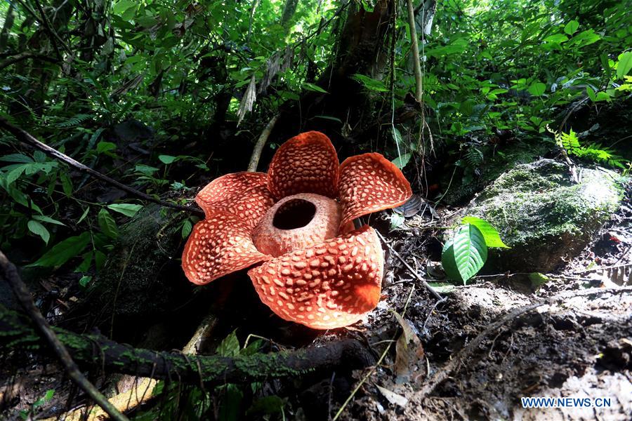 https://mdw-travel-data-us-east-1.s3.amazonaws.com/img/country/Indonesia/Rafflesia-Arnoldi-Flower/img_01.jpg