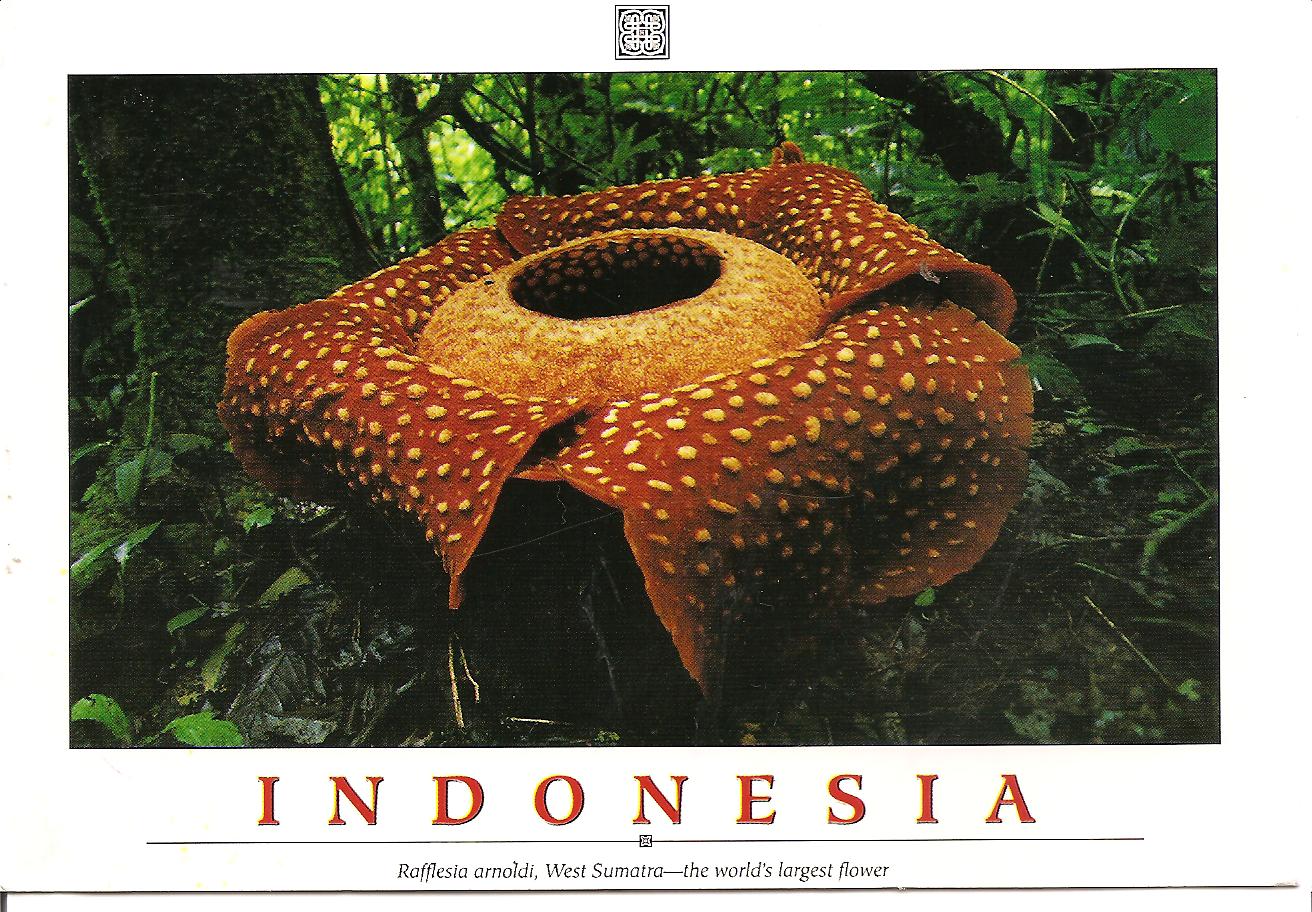 https://mdw-travel-data-us-east-1.s3.amazonaws.com/img/country/Indonesia/Rafflesia-Arnoldi-Flower/img_02.jpg