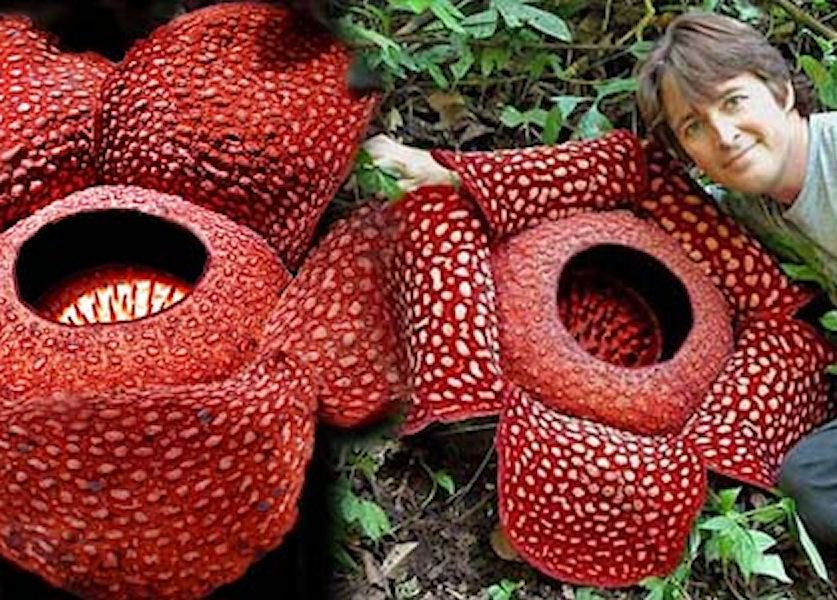 https://mdw-travel-data-us-east-1.s3.amazonaws.com/img/country/Indonesia/Rafflesia-Arnoldi-Flower/img_03.jpg
