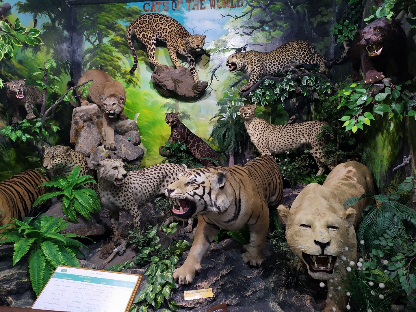 https://mdw-travel-data-us-east-1.s3.amazonaws.com/img/country/Indonesia/Rahmat-International-Wildlife-Museum-&-Gallery/img_01.jpg