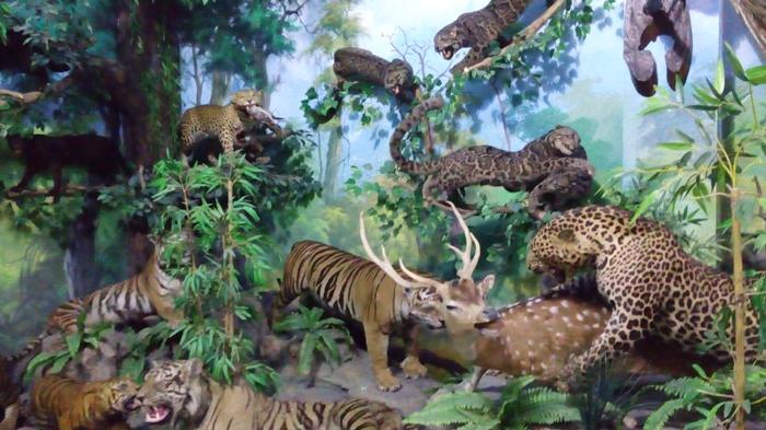 https://mdw-travel-data-us-east-1.s3.amazonaws.com/img/country/Indonesia/Rahmat-International-Wildlife-Museum-&-Gallery/img_02.jpg