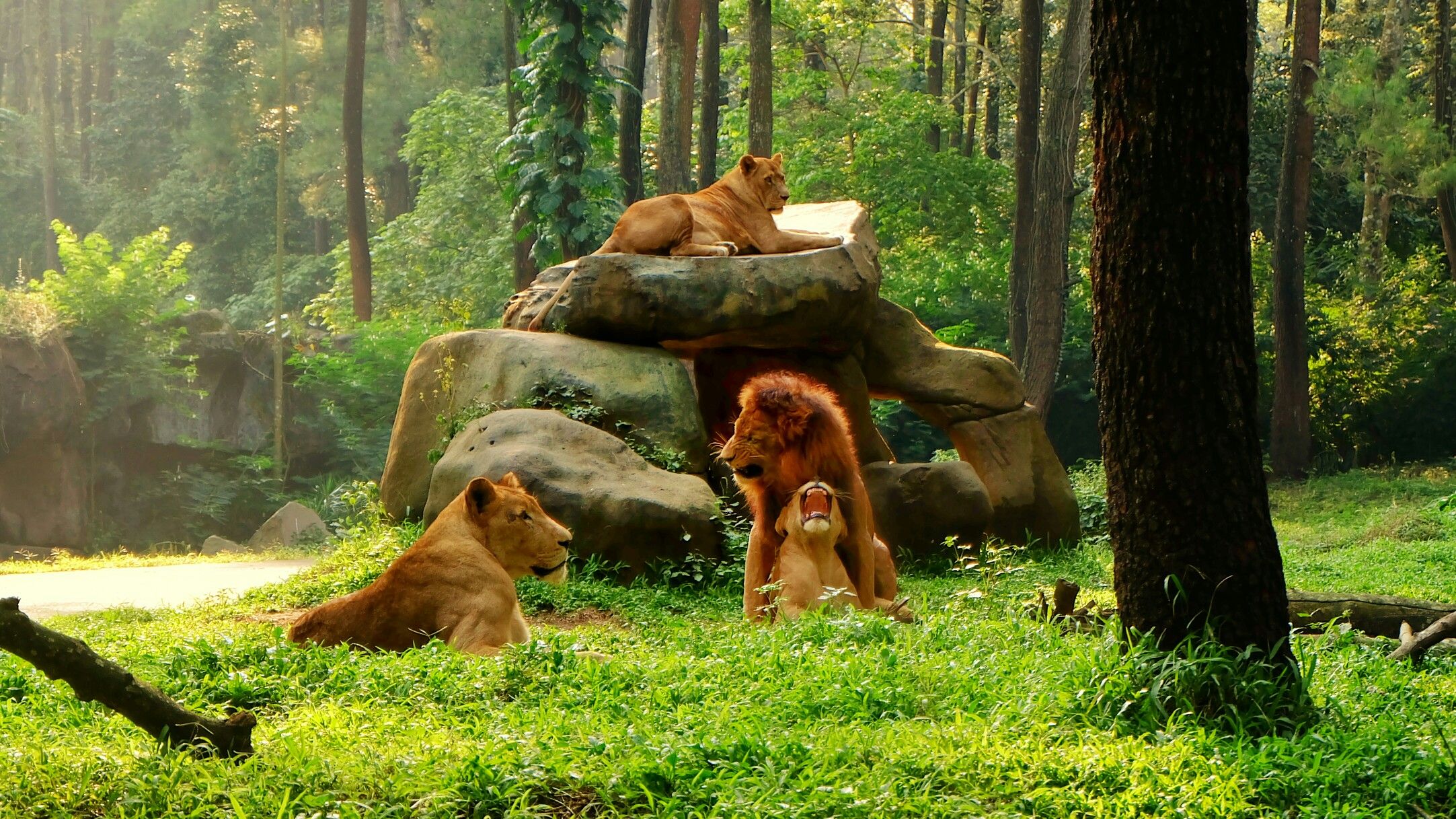 https://mdw-travel-data-us-east-1.s3.amazonaws.com/img/country/Indonesia/Rumbai-Zoo/img_03.jpg