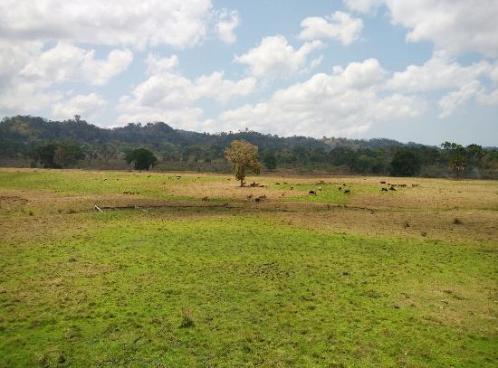 https://mdw-travel-data-us-east-1.s3.amazonaws.com/img/country/Indonesia/Sadengan-Savanna/img_01.jpg