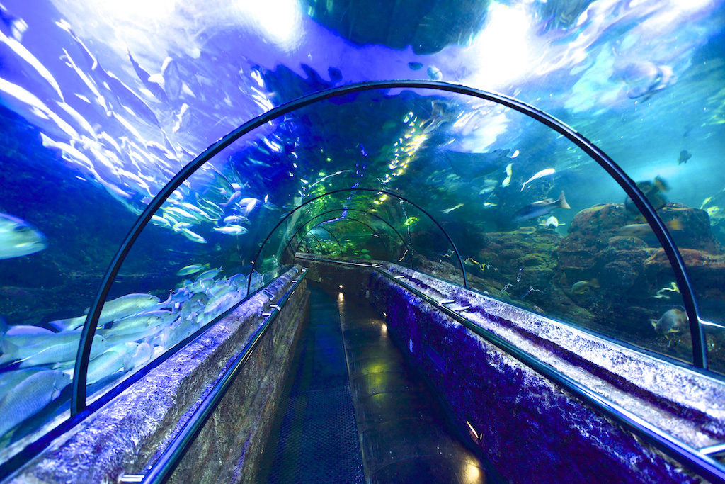 https://mdw-travel-data-us-east-1.s3.amazonaws.com/img/country/Indonesia/SeaWorld-Ancol/img_02.jpg
