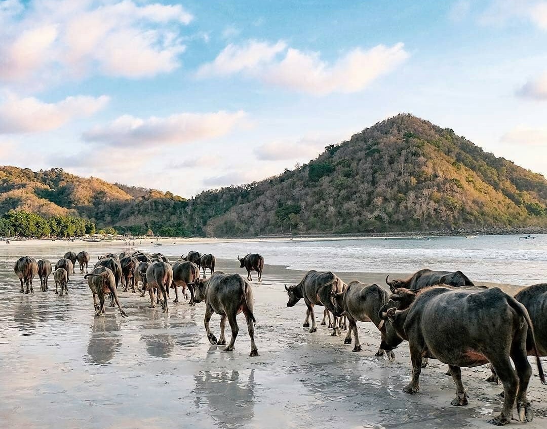 https://mdw-travel-data-us-east-1.s3.amazonaws.com/img/country/Indonesia/Selong-Belanak-Beach/img_02.jpg