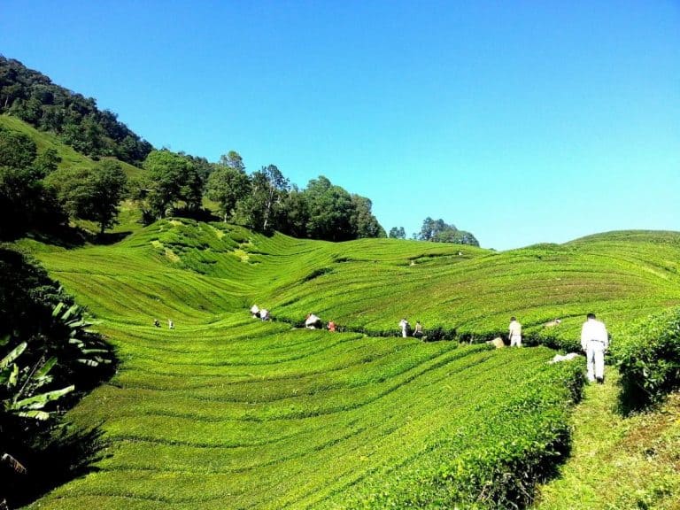 https://mdw-travel-data-us-east-1.s3.amazonaws.com/img/country/Indonesia/Songgon-Tea-Plantation/img_01.jpg