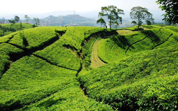 https://mdw-travel-data-us-east-1.s3.amazonaws.com/img/country/Indonesia/Songgon-Tea-Plantation/img_03.jpg
