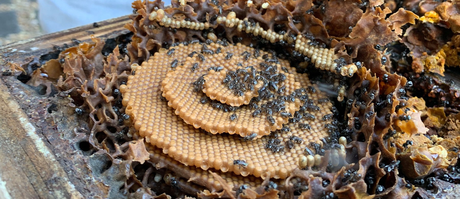 https://mdw-travel-data-us-east-1.s3.amazonaws.com/img/country/Indonesia/Stingless-Bee-Farm/img_03.jpg