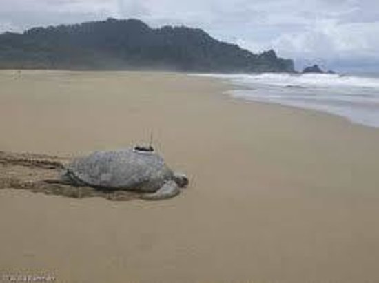 https://mdw-travel-data-us-east-1.s3.amazonaws.com/img/country/Indonesia/Sukamade-Beach/img_03.jpg
